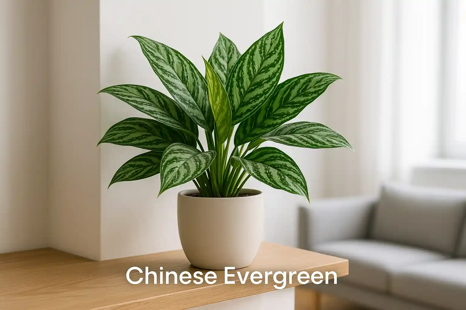 آگلونما؛ همیشه سبز چینی با تصفیه ملایم و مداوم