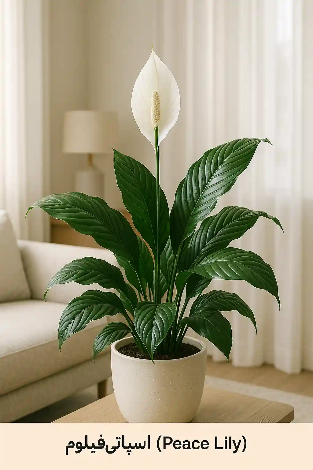 اسپاتی فیلوم؛ گل صلح با قدرت تصفیه چندمنظوره