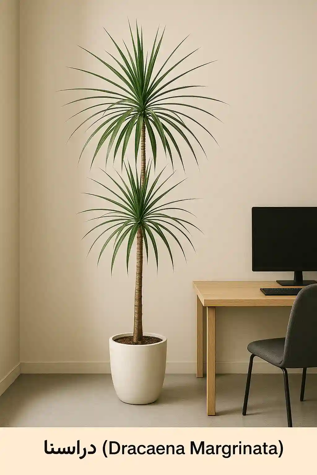 دراسنا؛ انتخاب حرفه‌ای برای محیط‌های اداری و خانگی