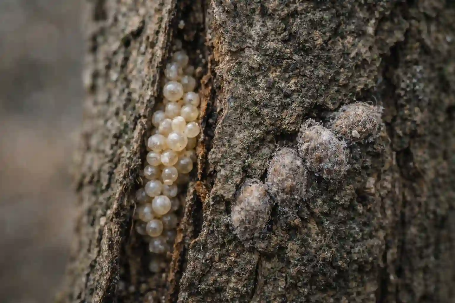 سموم مناسب برای سمپاشی زمستانه درختان میوه (ایمن‌تر و استانداردتر)