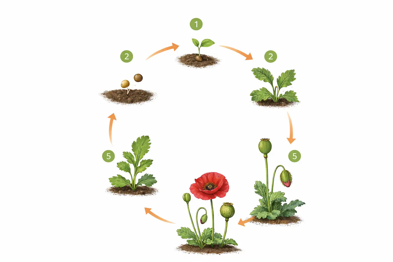 مراحل رشد خشخاش از کاشت تا برداشت