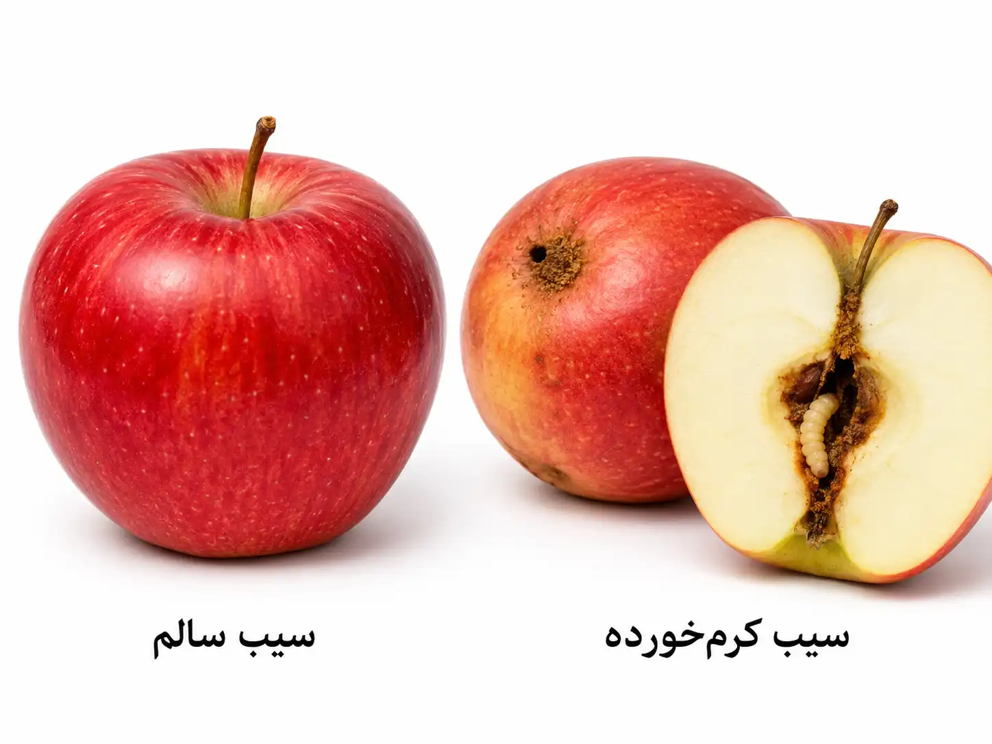 علائم کرم میوه