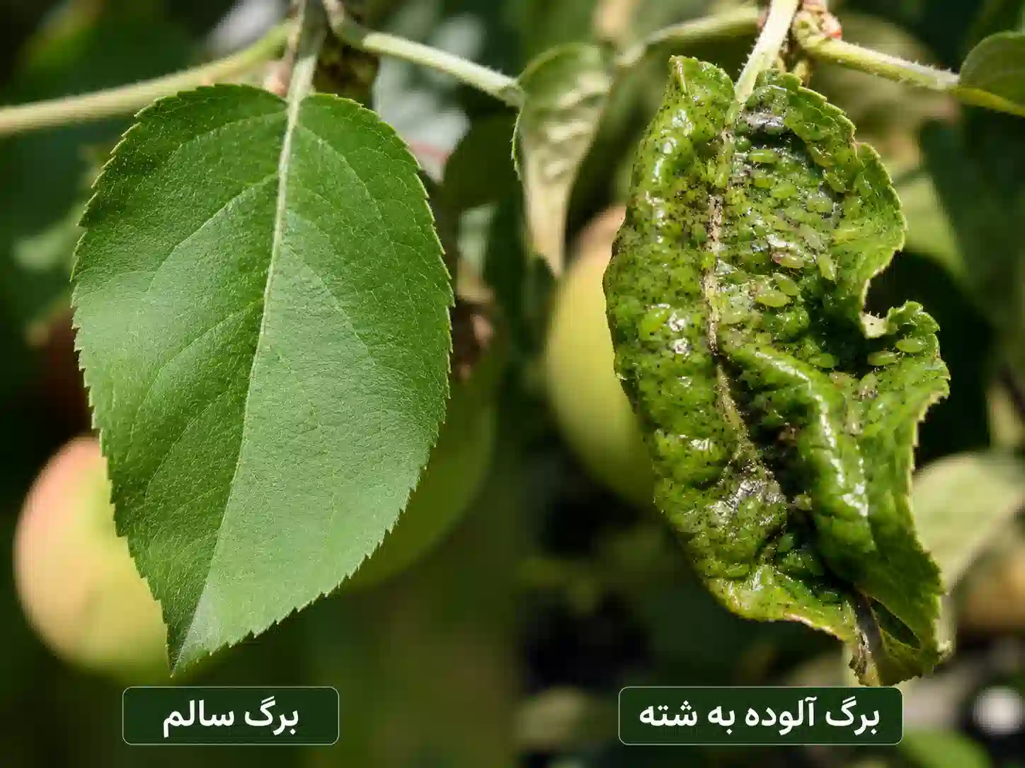 علائم حمله شته