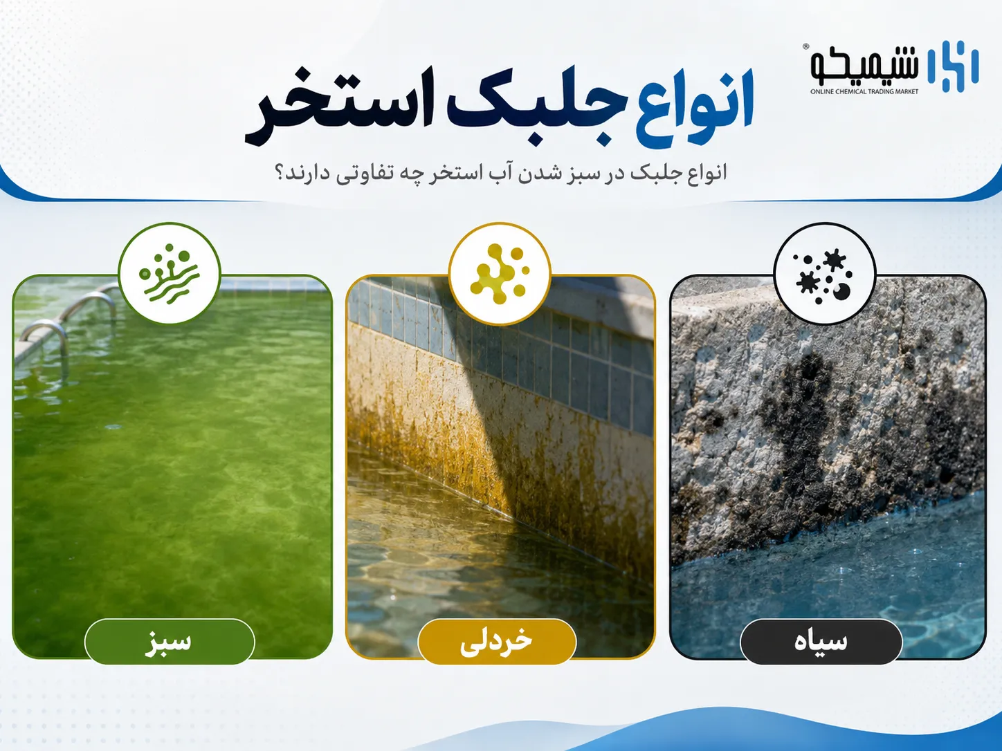انواع جلبک در سبز شدن آب استخر چه تفاوتی دارند؟
