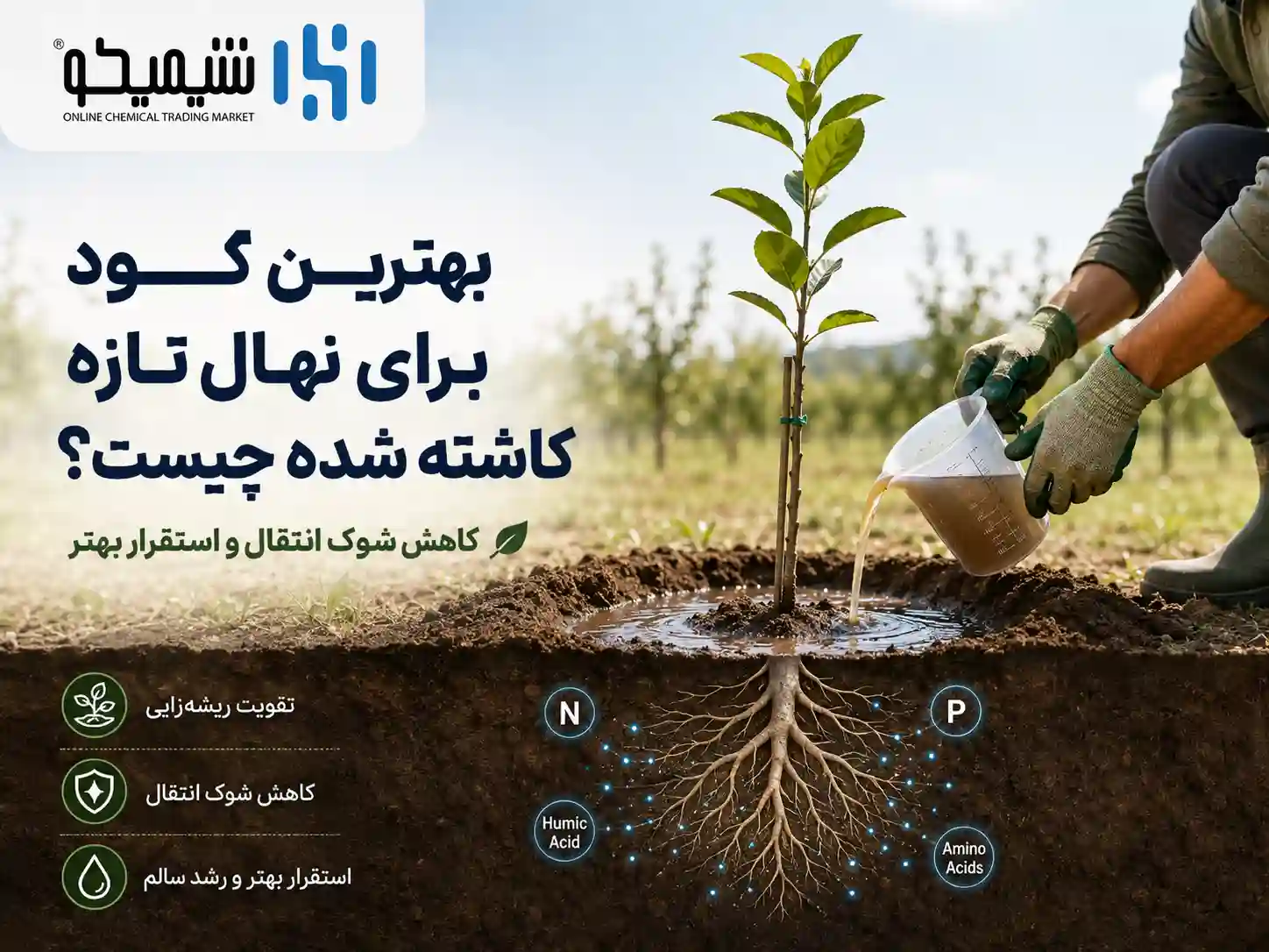 بهترین کود برای نهال تازه کاشته شده و کاهش شوک انتقال