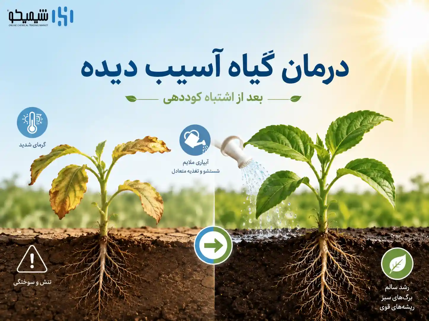 درمان کودسوزی در گرمای شدید؛ بعد از اشتباه کوددهی چه کنیم؟