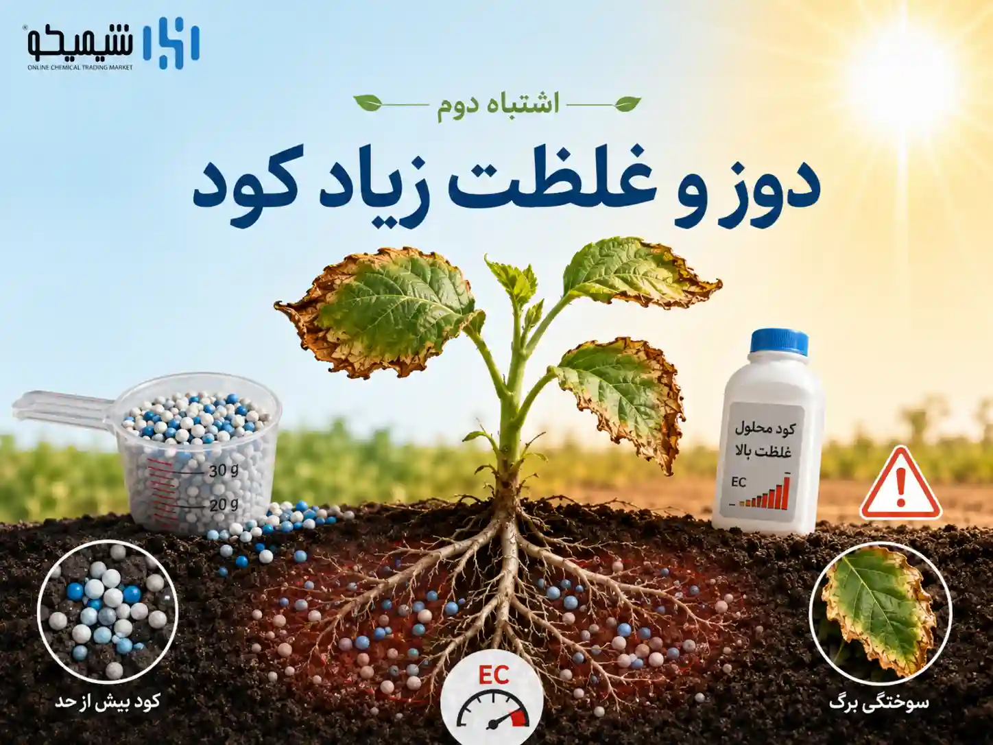 اشتباه دوم کوددهی در گرمای شدید: افزایش دوز و غلظت برای اثر سریع