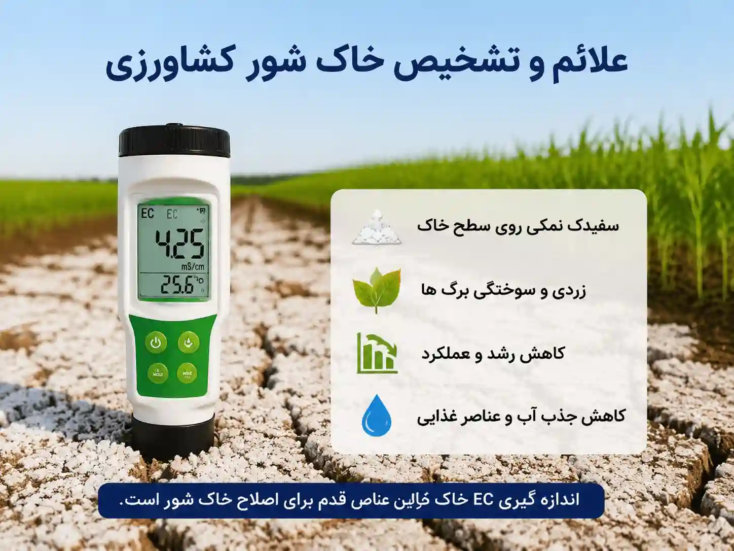 علائم شوری خاک در گیاهان چیست و چگونه شوری خاک را تشخیص دهیم؟