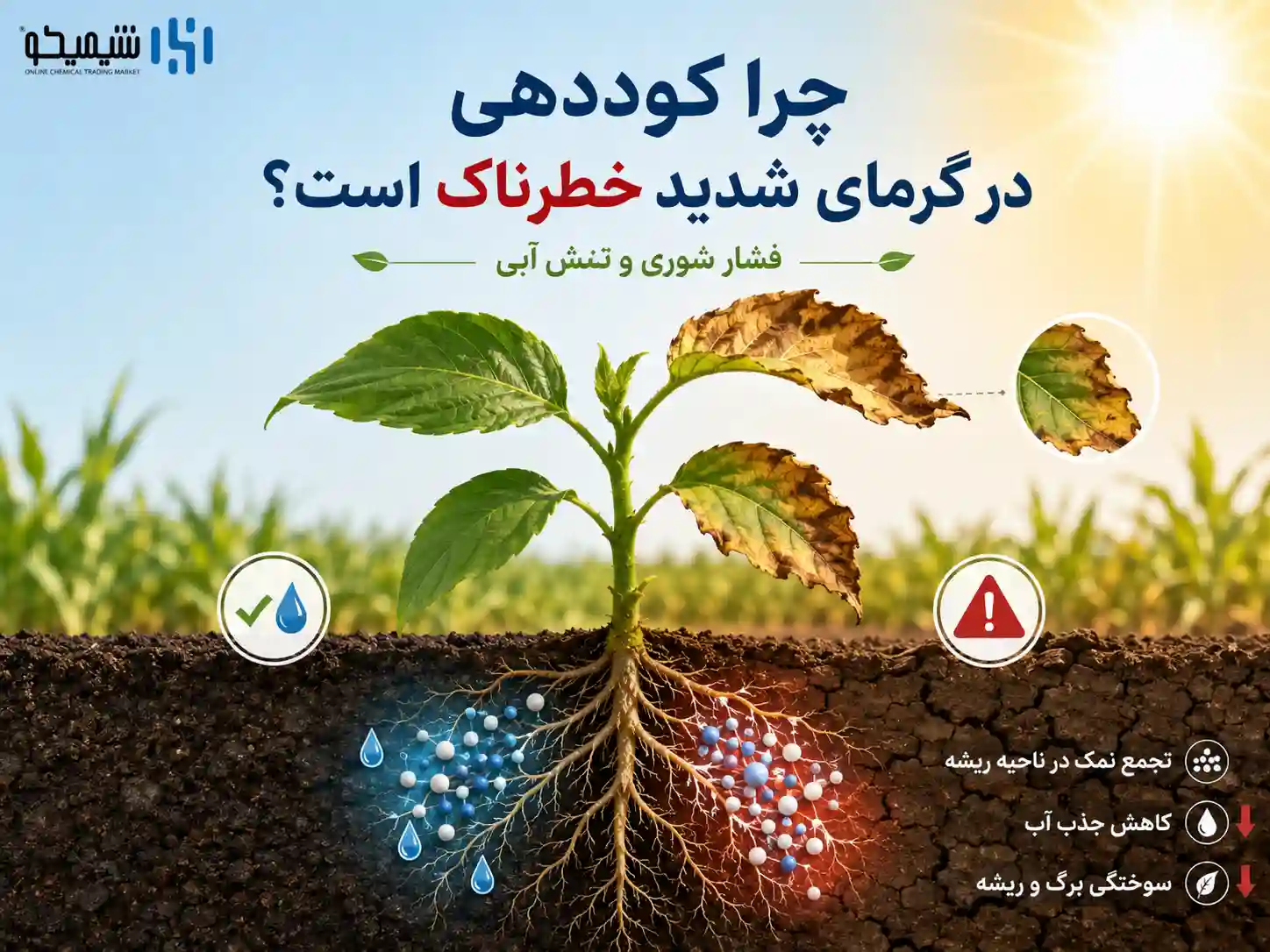 چرا کوددهی در گرمای شدید باعث سوختگی برگ و ریشه می شود؟