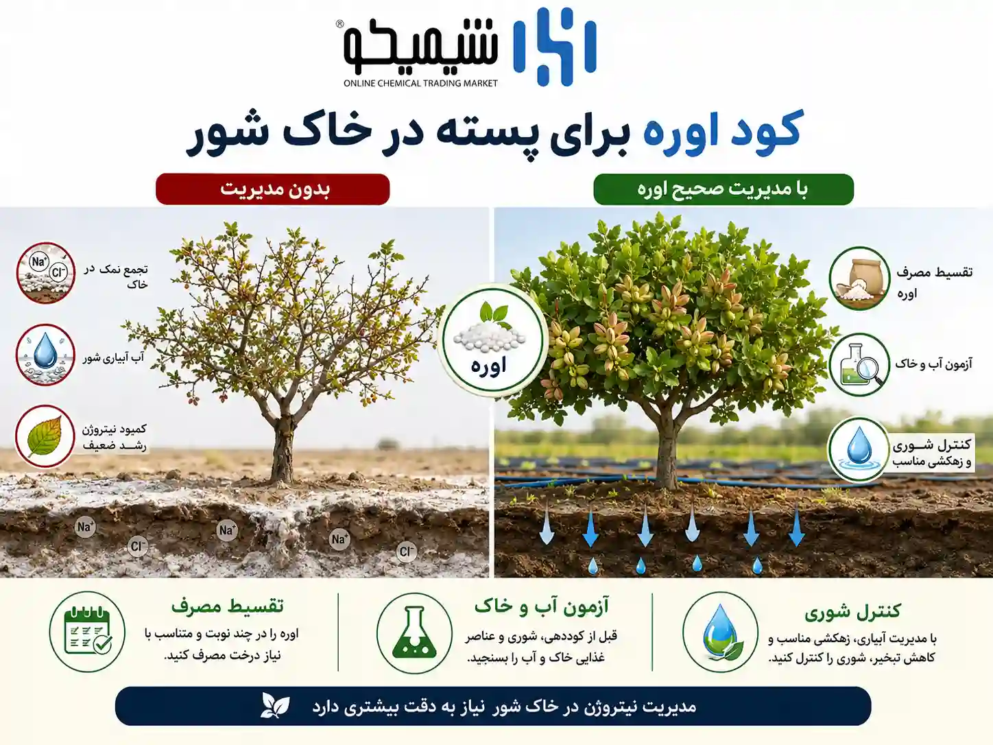 کود اوره برای پسته در خاک شور و قلیایی