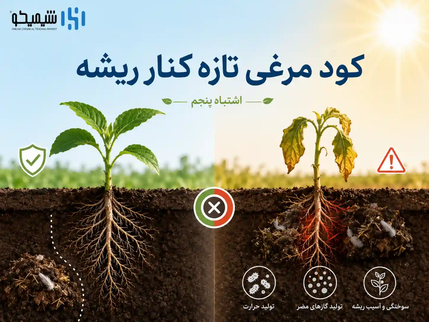 اشتباه پنجم کوددهی در گرما با کود مرغی تازه یا تماس مستقیم کود با ریشه