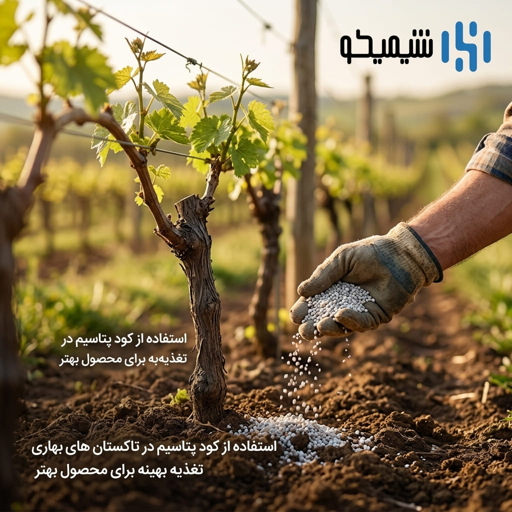 چرا کود پتاس برای انگور اهمیت دارد؟