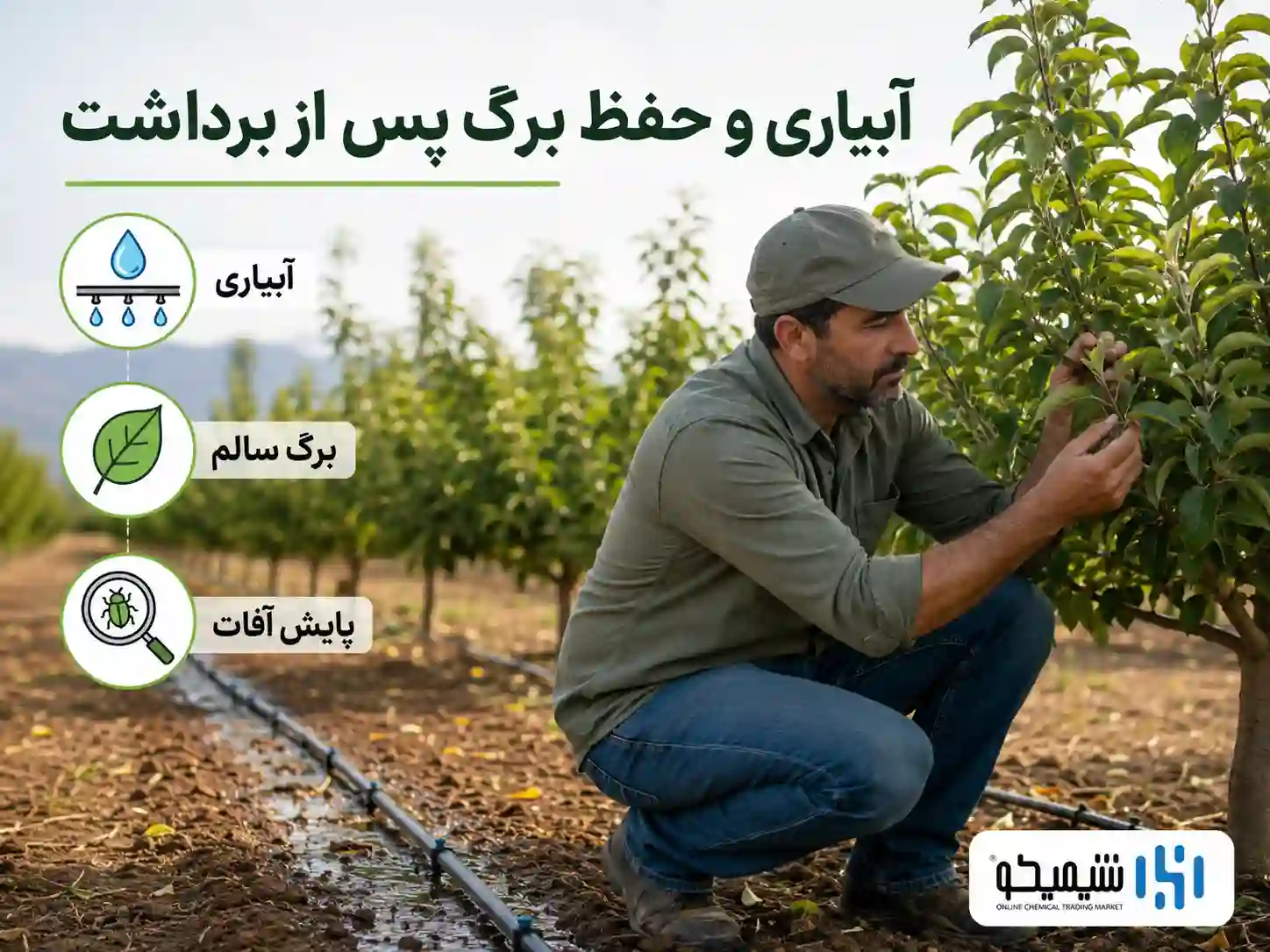 آبیاری، حفظ برگ و کنترل آفات پس از برداشت