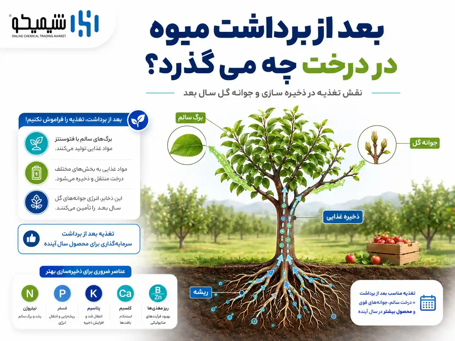 بعد از برداشت میوه چه اتفاقی در درخت می افتد؟