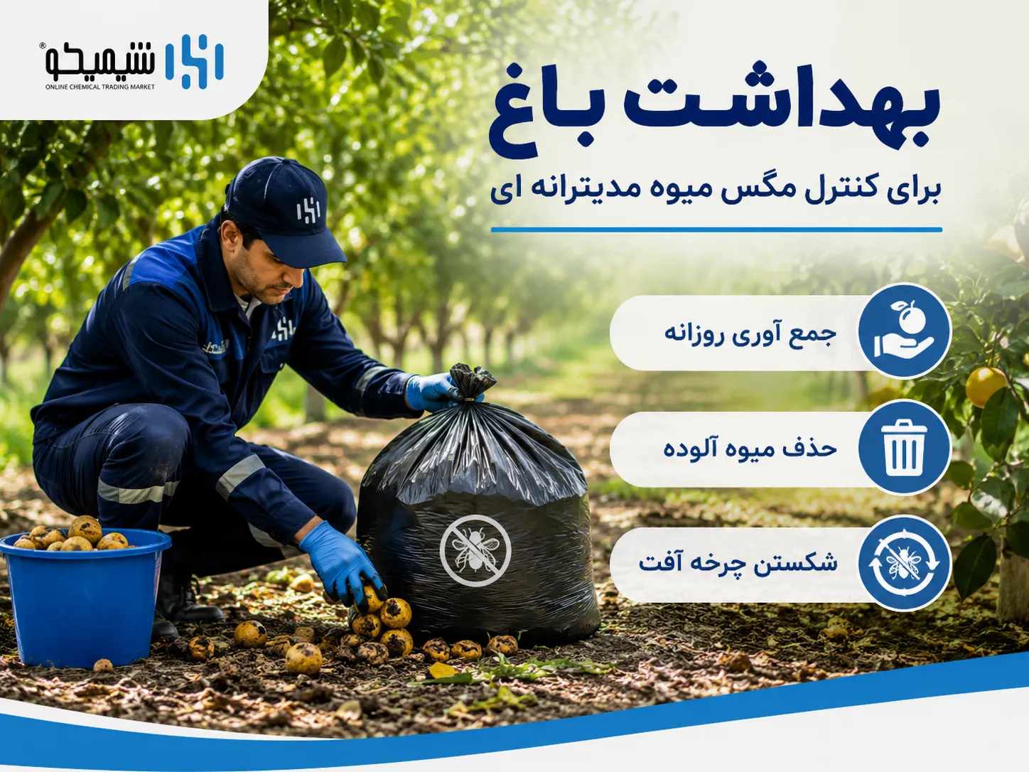 بهداشت باغ برای کنترل مگس میوه مدیترانه ای_optimized