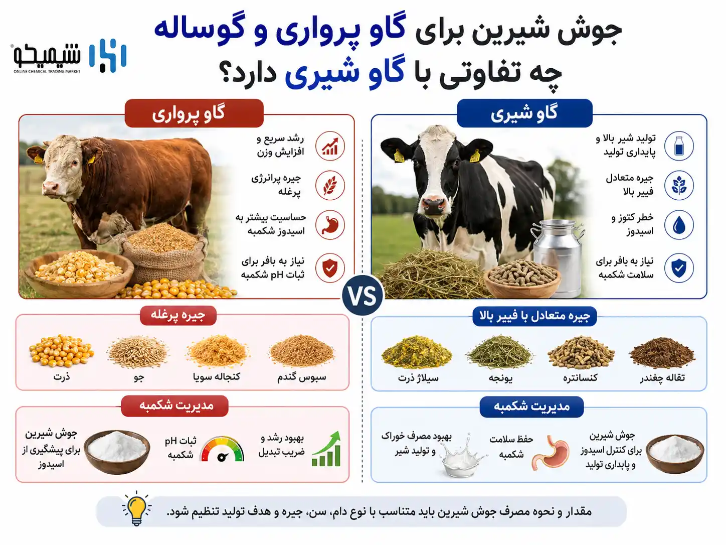 جوش شیرین برای گاو پرواری و گوساله چه تفاوتی با گاو شیری دارد؟