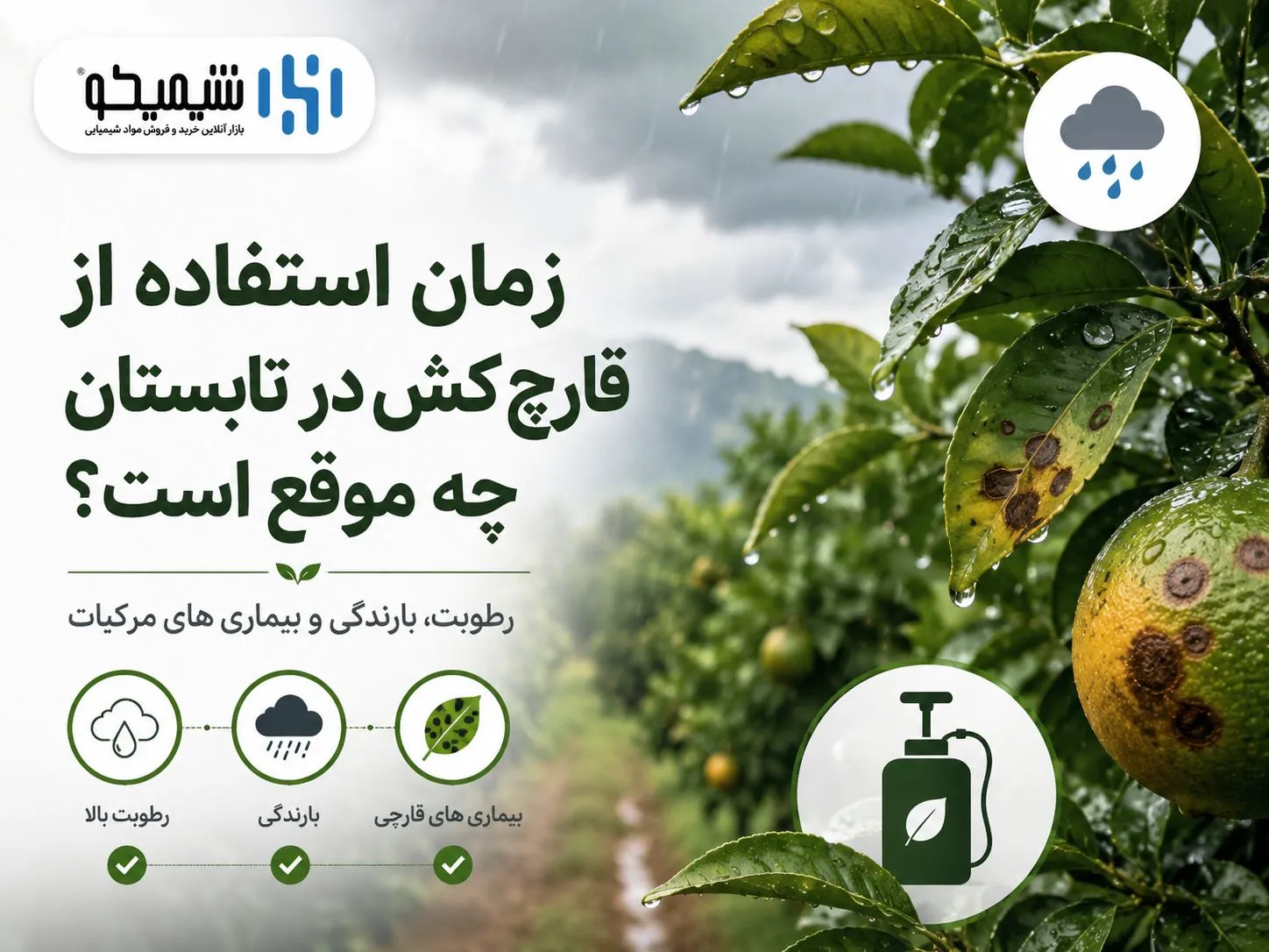 زمان استفاده از قارچ کش در سمپاشی تابستانه مرکبات چه موقع است؟