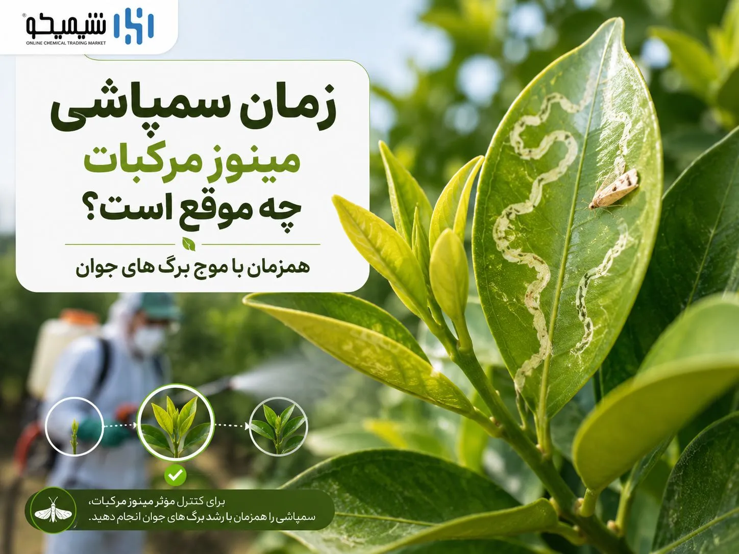 زمان سمپاشی مینوز مرکبات در برنامه تابستانه شمال چه موقع است؟