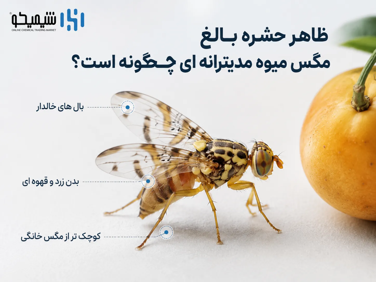 ظاهر حشره بالغ مگس میوه مدیترانه ای چگونه است؟