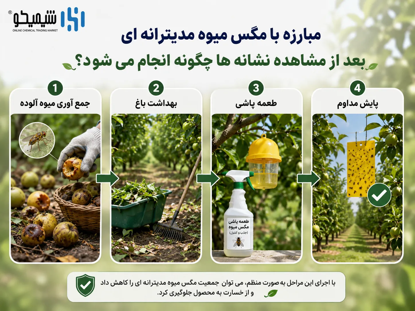 مبارزه با مگس میوه مدیترانه ای بعد از مشاهده نشانه ها چگونه انجام می شود؟