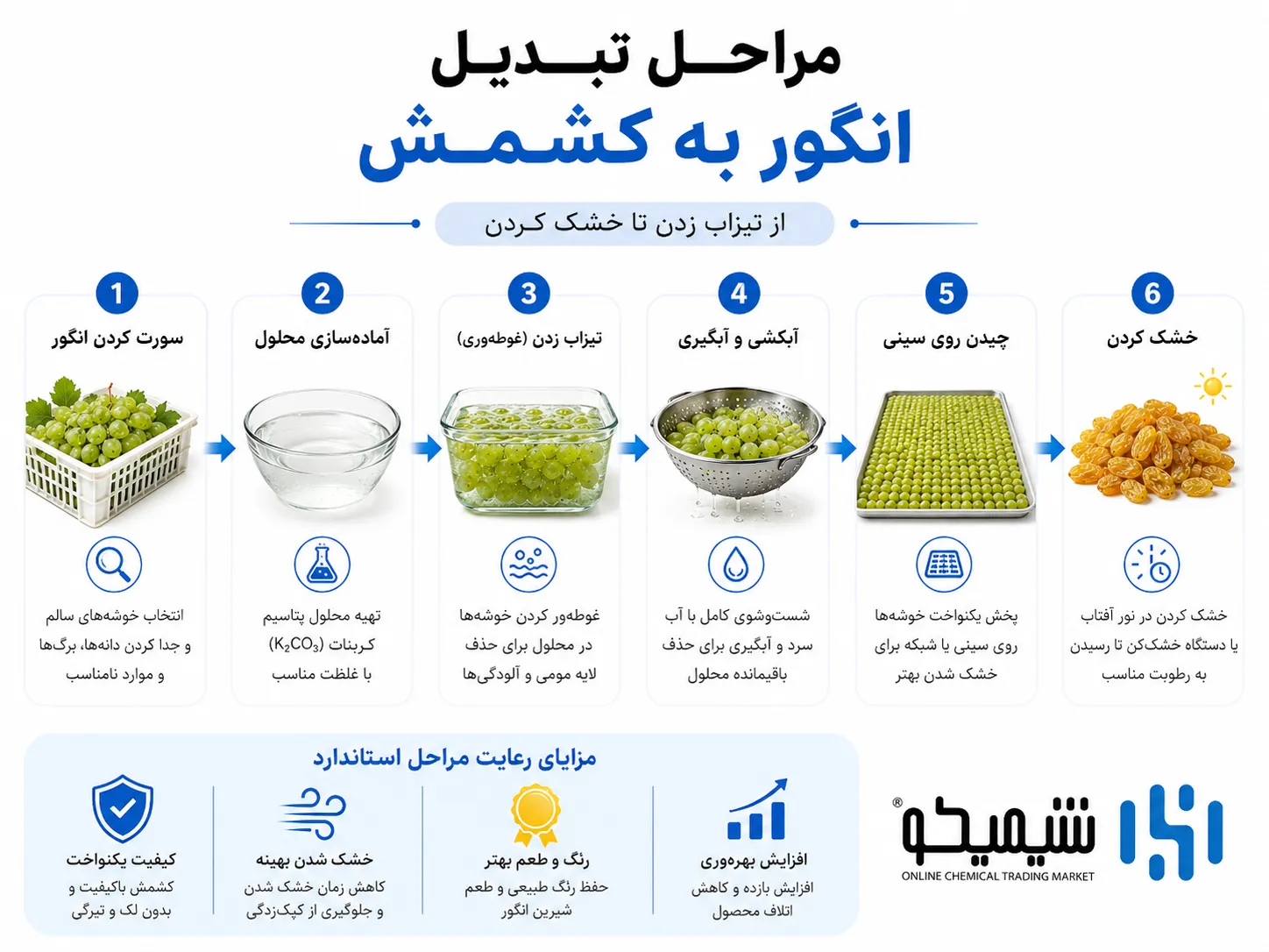 مراحل تبدیل انگور به کشمش با کربنات پتاسیم؛ از تیزاب زدن تا خشک کردن