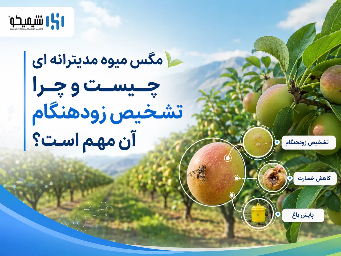 مگس میوه مدیترانه ای چیست و چرا تشخیص زودهنگام آن مهم است؟