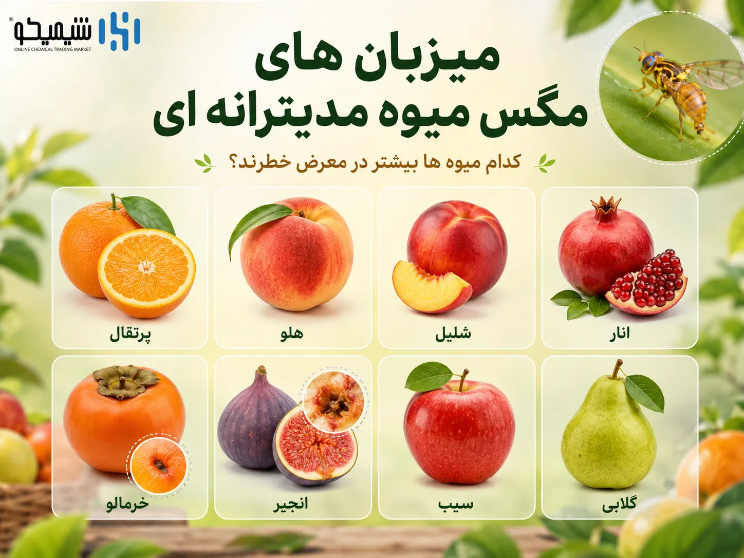 میزبان های مگس میوه مدیترانه ای و نشانه های آلودگی در هر محصول کدام اند؟