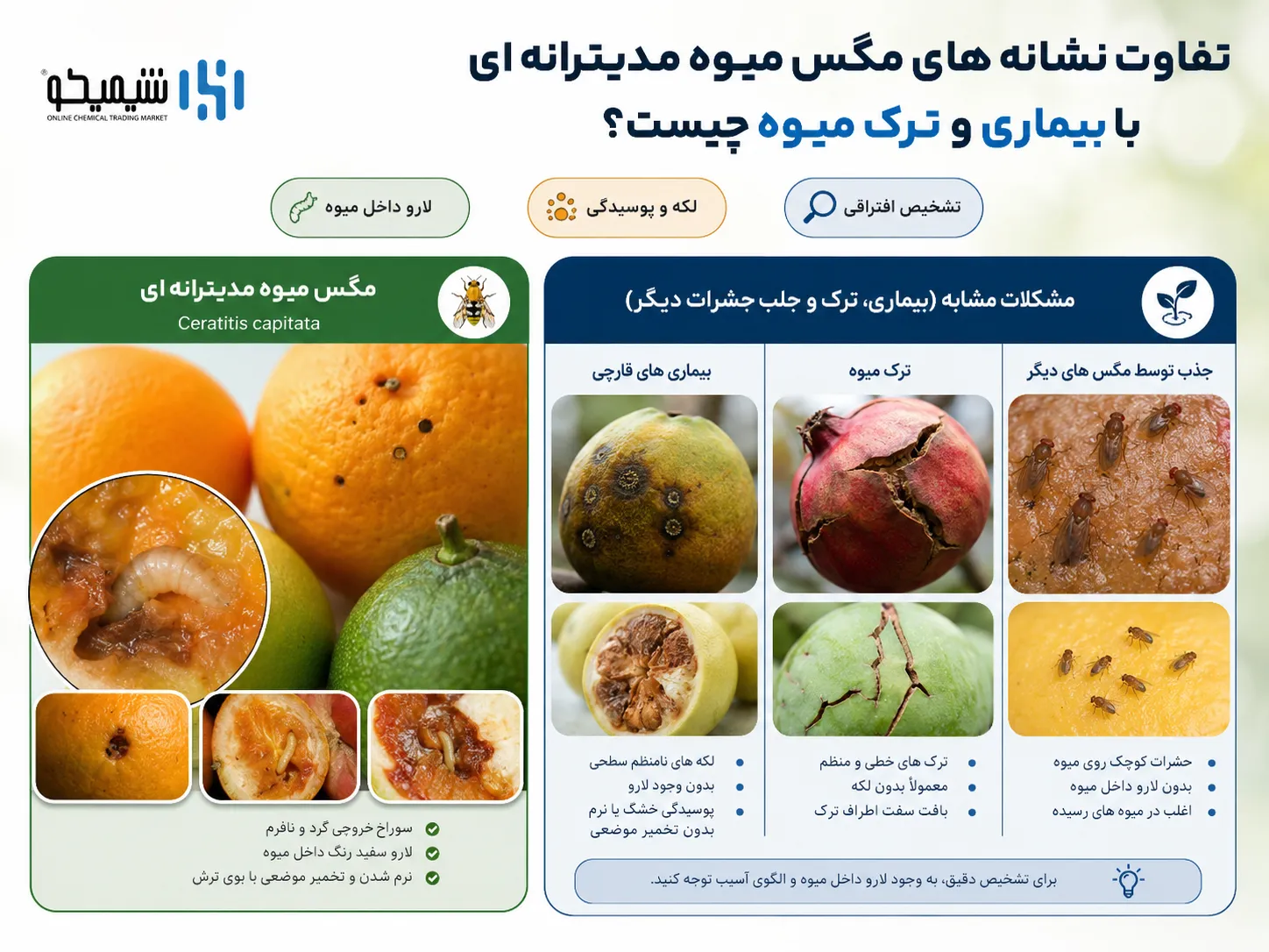 7 نشانه مگس میوه مدیترانه ای روی میوه چیست؟