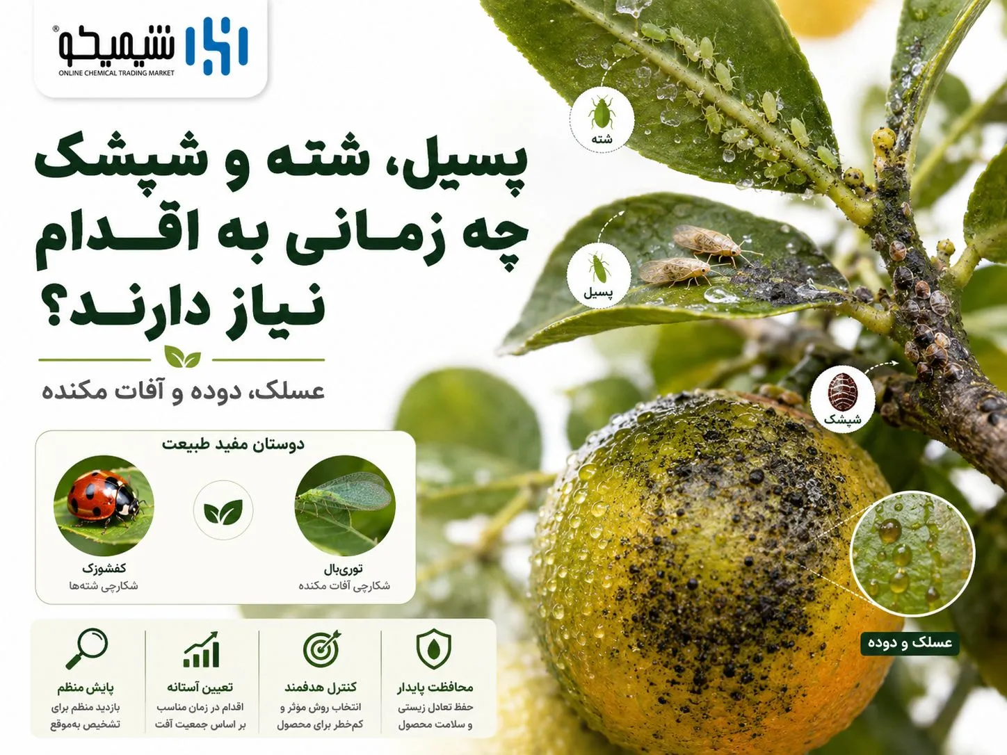 پسیل، شته و شپشک در سمپاشی تابستانه مرکبات چه زمانی به اقدام نیاز دارند؟