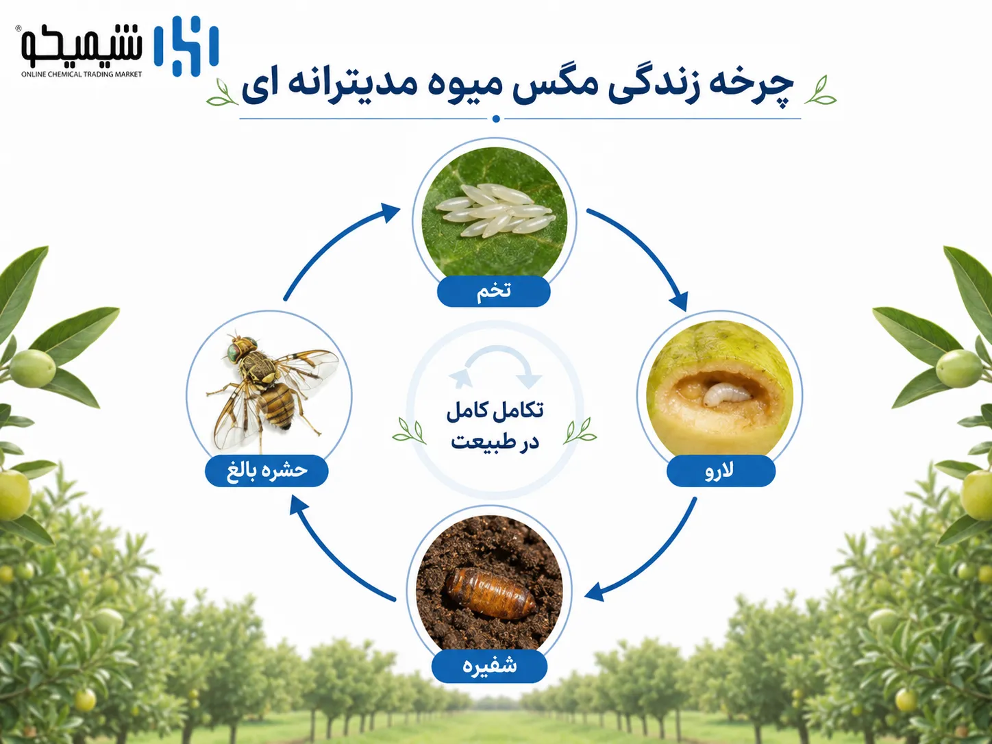 چرخه زندگی مگس میوه مدیترانه ای چگونه نشانه ها را تغییر می دهد؟