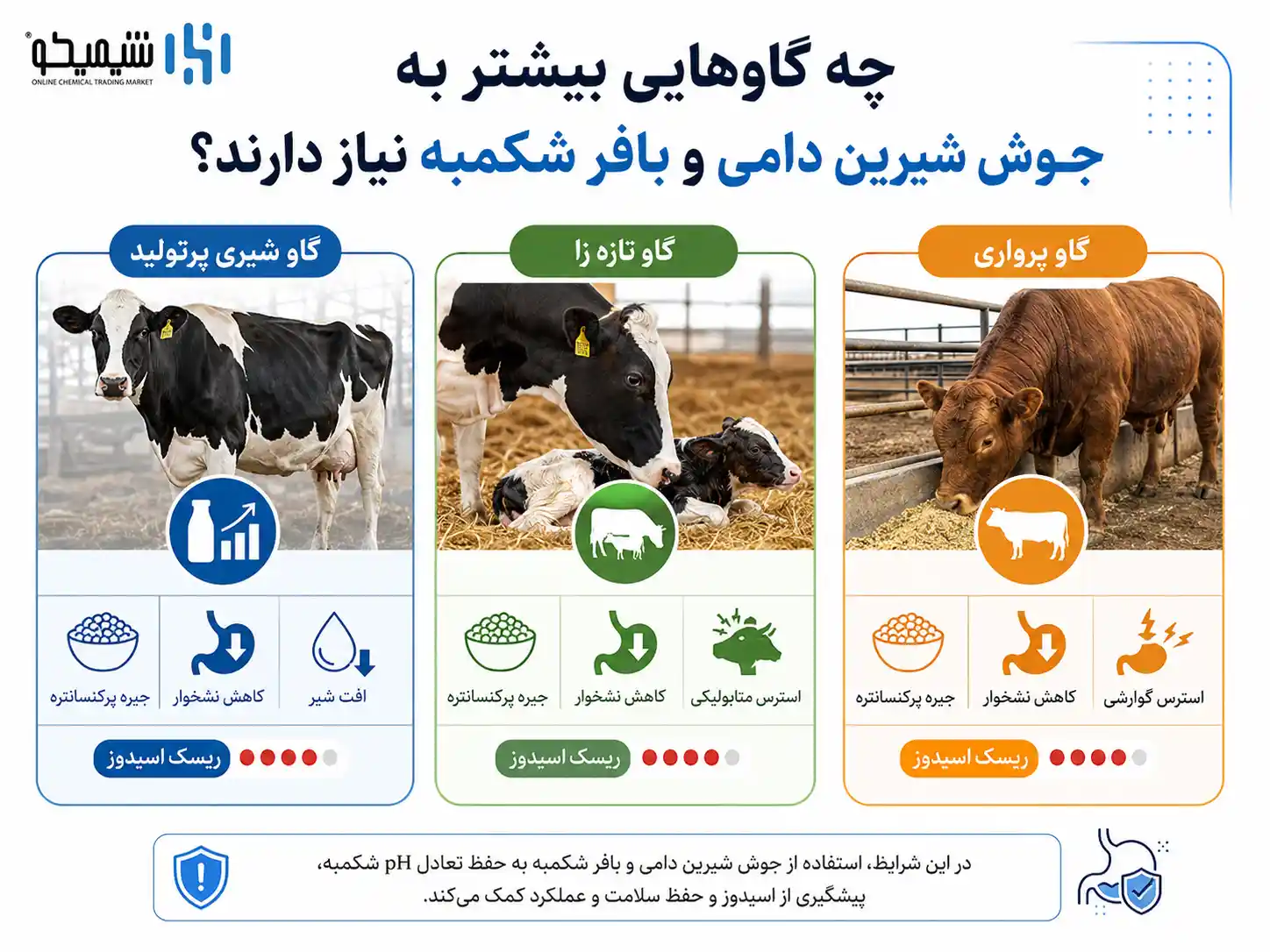 چه گاوهایی بیشتر به جوش شیرین دامی و بافر شکمبه نیاز دارند؟