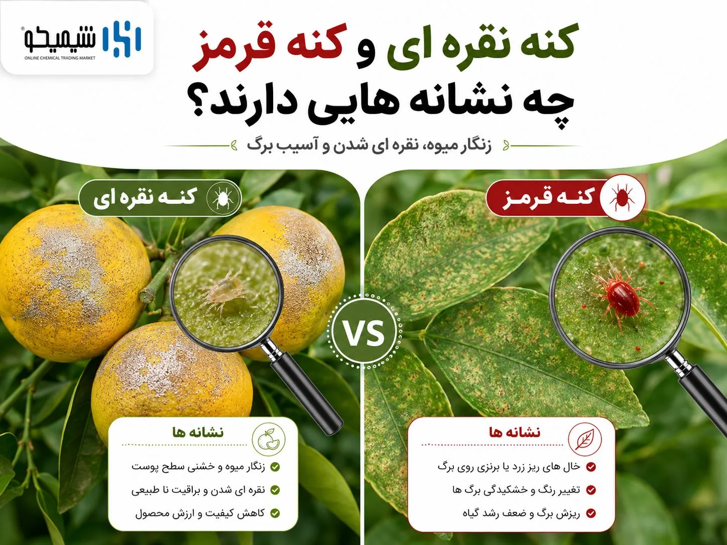 کنه نقره ای و کنه قرمز در سمپاشی تابستانه مرکبات شمال چه نشانه هایی دارند؟