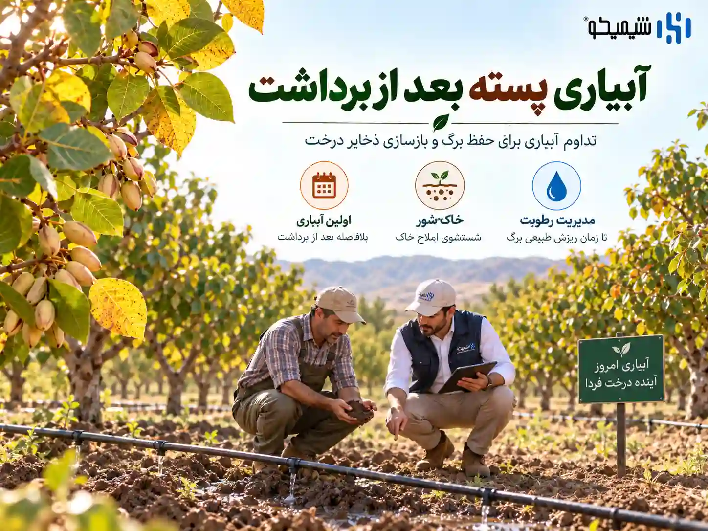 آبیاری پسته بعد از برداشت را تا چه زمانی ادامه دهیم؟