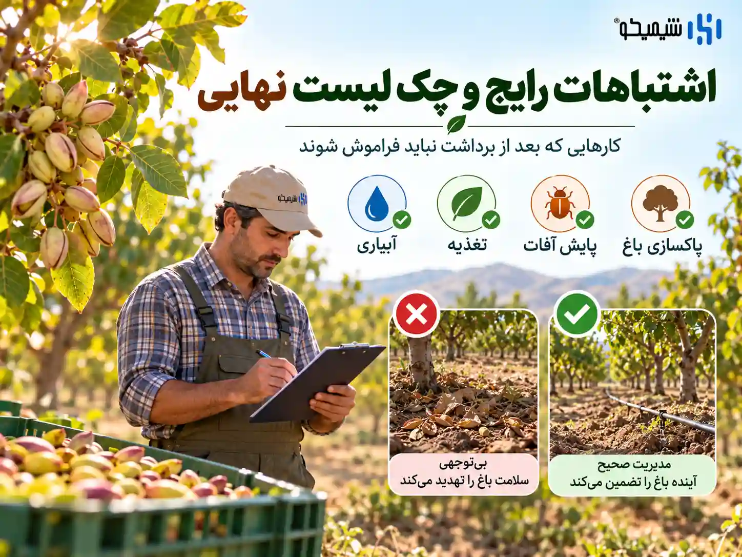 اشتباهات رایج بعد از برداشت پسته