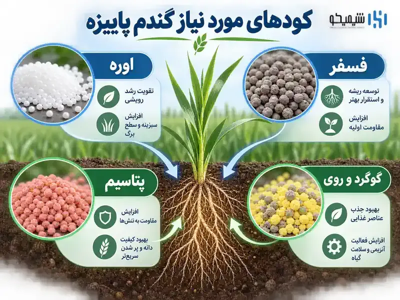 برای کشت پاییزه گندم چه کودی بدهیم؟ بررسی کودهای اصلی