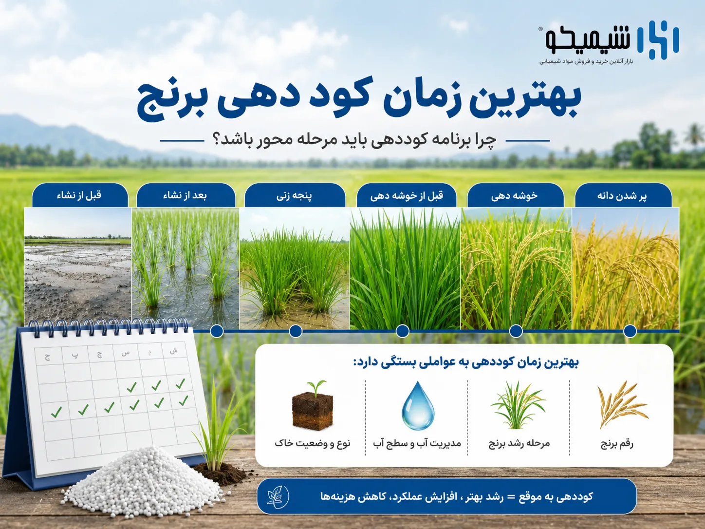 چرا کوددهی برنج باید مرحله محور باشد و بهترین زمان کود دهی برنج چگونه تعیین می شود؟