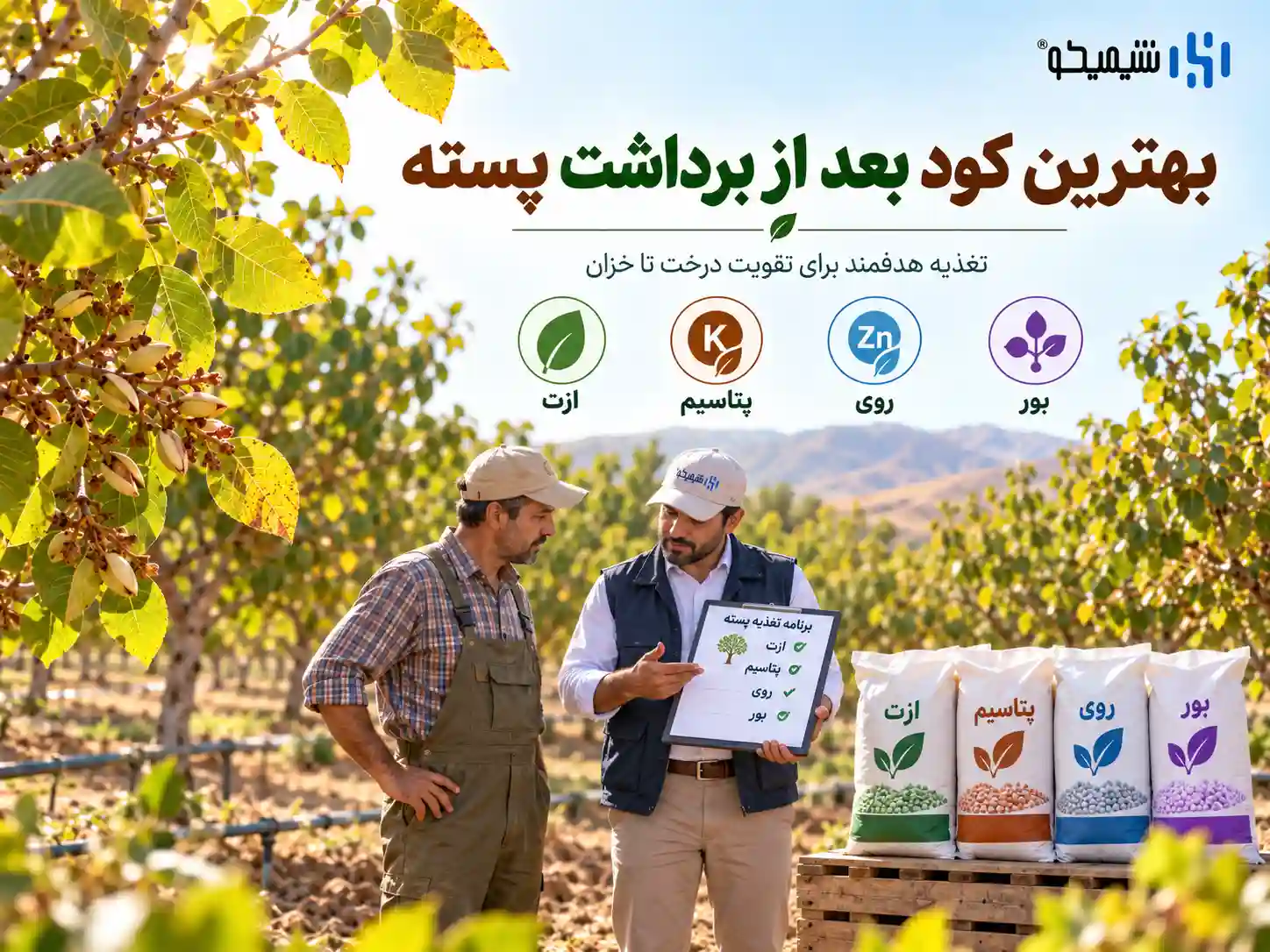 بهترین کود بعد از برداشت پسته چیست؟