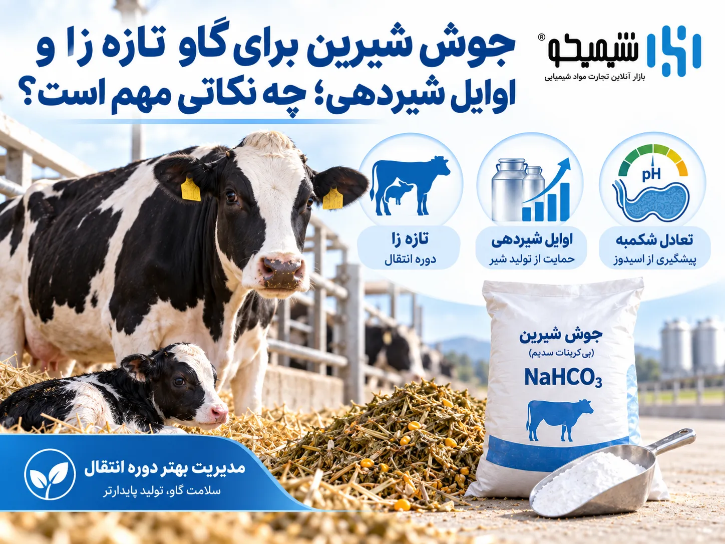 جوش شیرین برای گاو تازه زا و اوایل شیردهی؛ چه نکاتی مهم است؟
