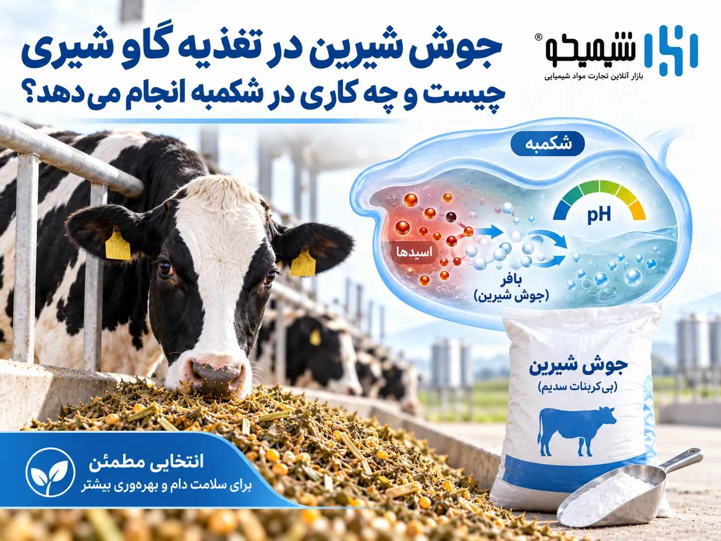 جوش شیرین در تغذیه گاو شیری چیست و چه کاری در شکمبه انجام می دهد؟