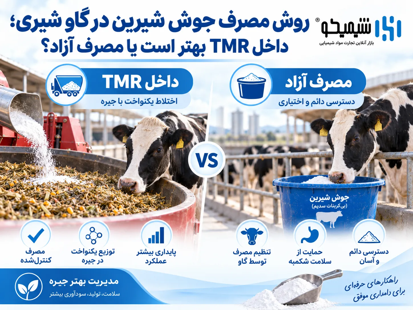 روش مصرف جوش شیرین در گاو شیری؛ داخل TMR بهتر است یا مصرف آزاد؟