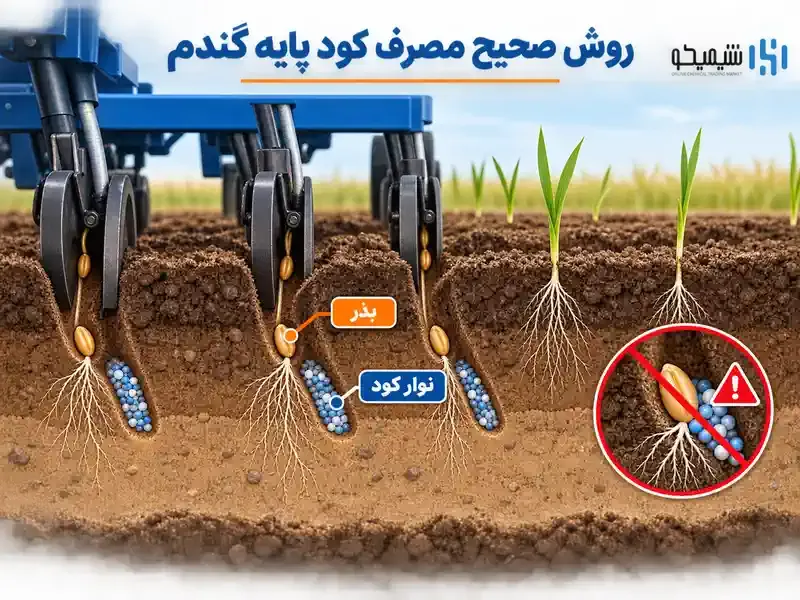 روش مصرف کود پایه گندم قبل و هنگام کاشت