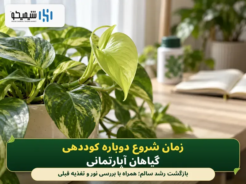زمان شروع دوباره کوددهی گیاهان آپارتمانی