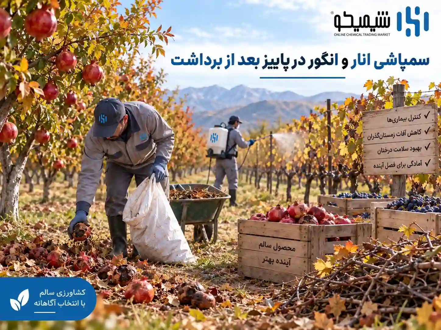 سمپاشی انار و انگور در پاییز بعد از برداشت