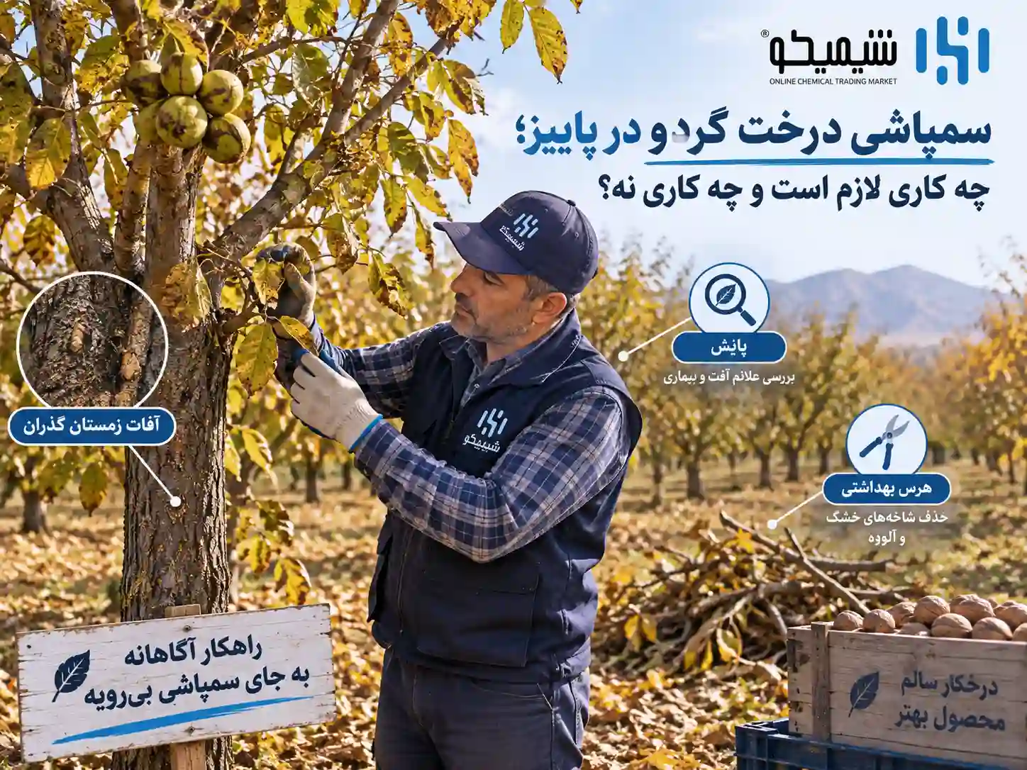 سمپاشی درخت گردو در پاییز؛ چه کاری لازم است و چه کاری نه؟