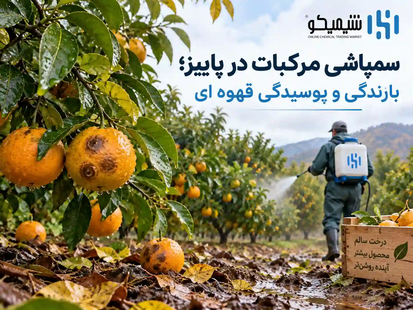 سمپاشی مرکبات در پاییز؛ بارندگی و پوسیدگی قهوه ای