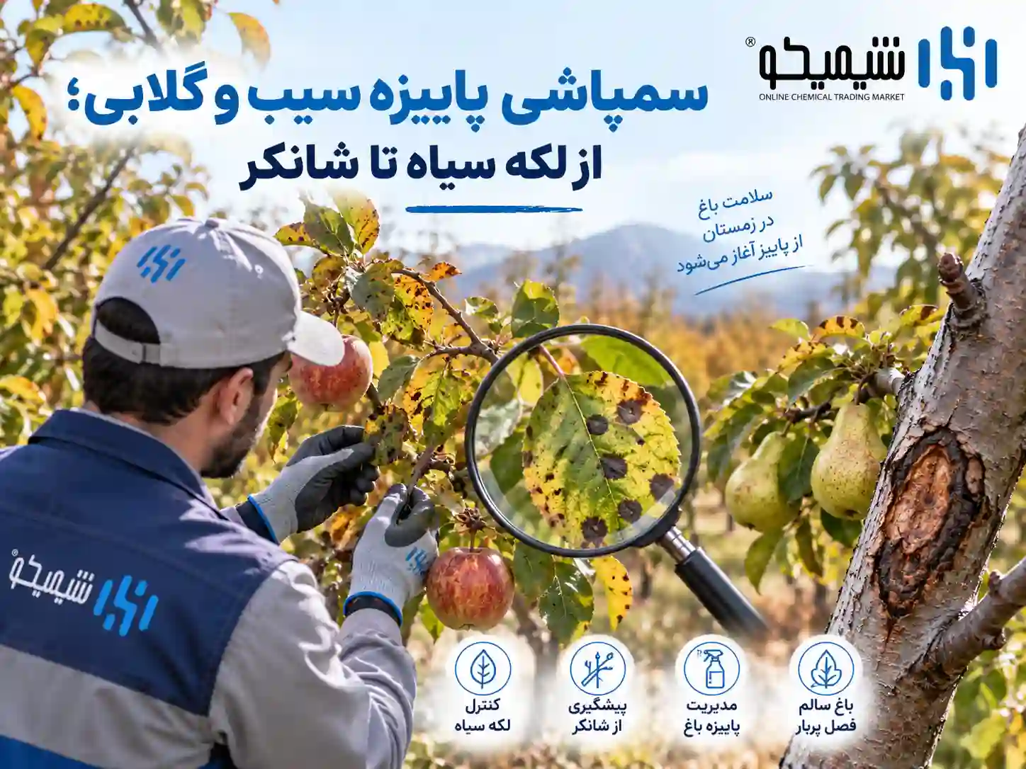 سمپاشی پاییزه سیب و گلابی؛ از لکه سیاه تا شانکر