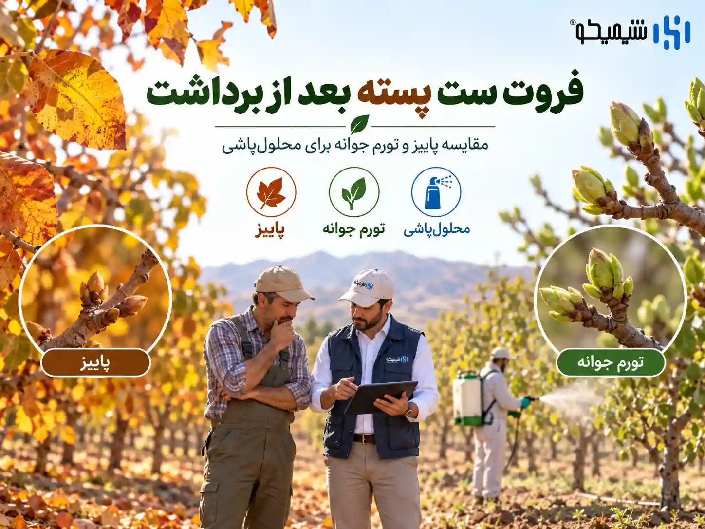 فروت ست پسته بعد از برداشت؛ پاییز بهتر است یا تورم جوانه؟