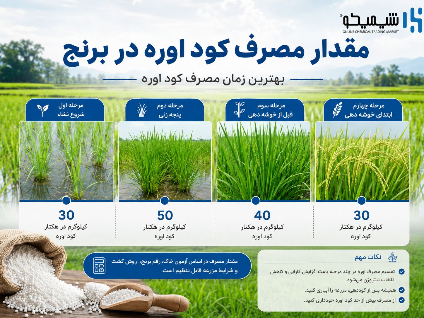 مقدار مصرف کود اوره در هکتار برنج و بهترین زمان مصرف کود اوره در برنامه کوددهی برنج