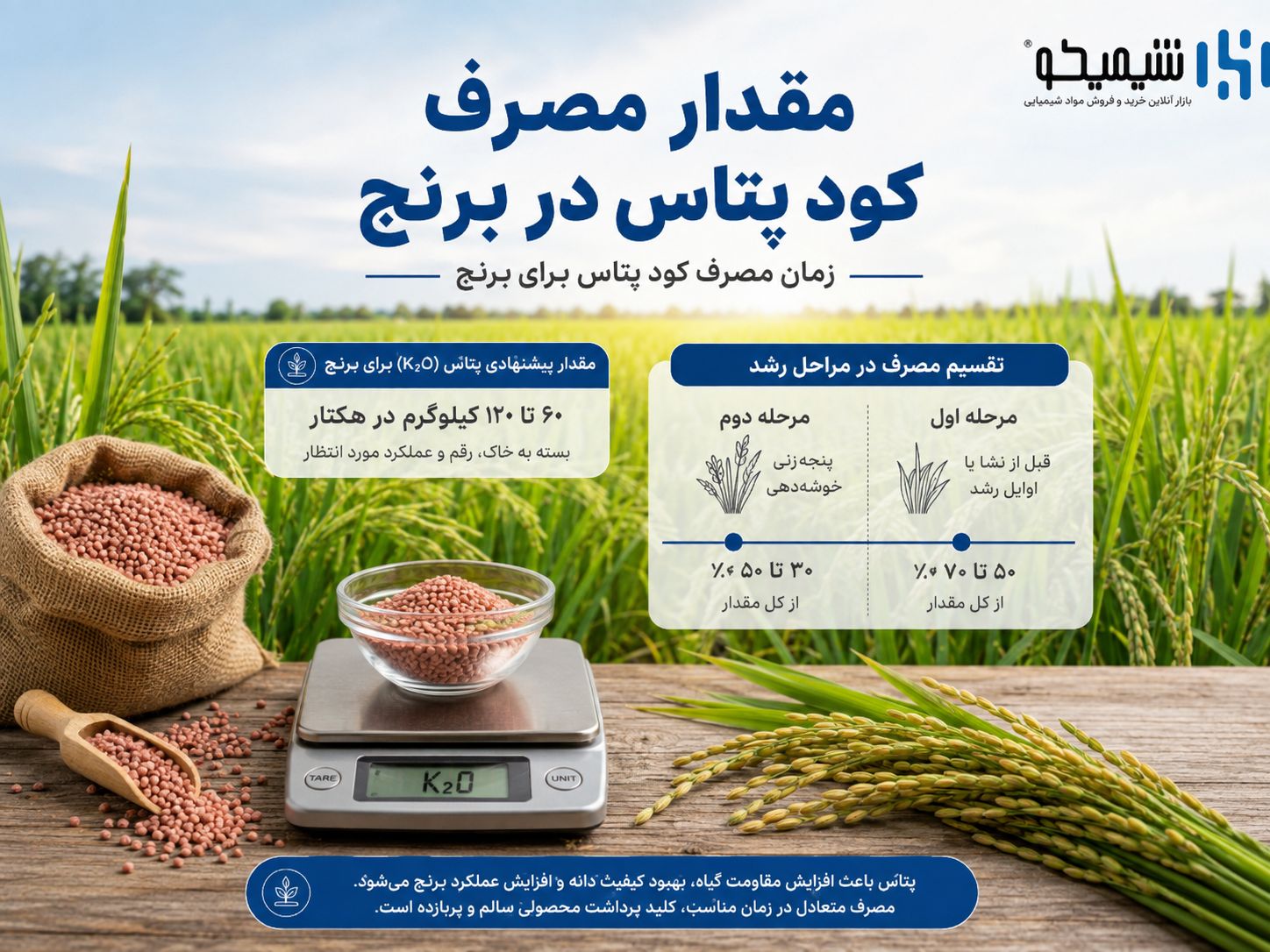 مقدار مصرف کود پتاس در هکتار برنج و زمان مصرف کود پتاس برای برنج در برنامه کوددهی