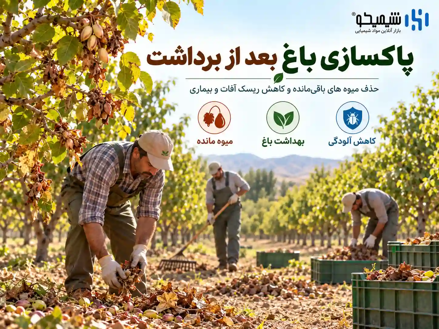 پاکسازی باغ پسته بعد از برداشت و حذف میوه های باقی مانده